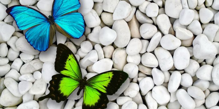 1600x1200 Blue Butterfly HD Wallpaper on MarkInternational.info