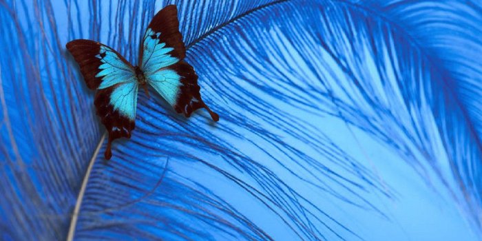 1280x800 Blue Butterfly - yorkshire_rose Wallpaper (20519864) - Fanpop