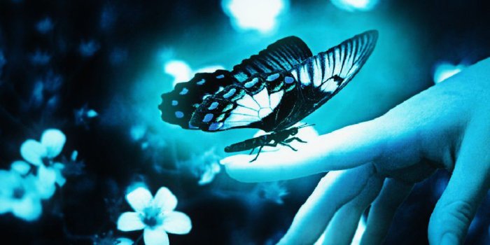 1024x768 17.July.2018 Blue Butterfly HD Wallpaper