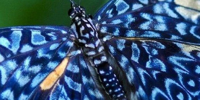 1080x1920 Blue Butterfly Wallpaper Android - 2019 Android Wallpapers