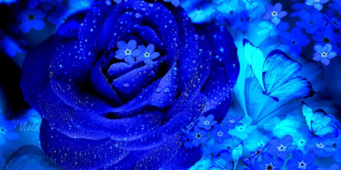 1512x945 Fresh Flowers Blue Butterfly Wallpaper | Wallpapers Tumblr