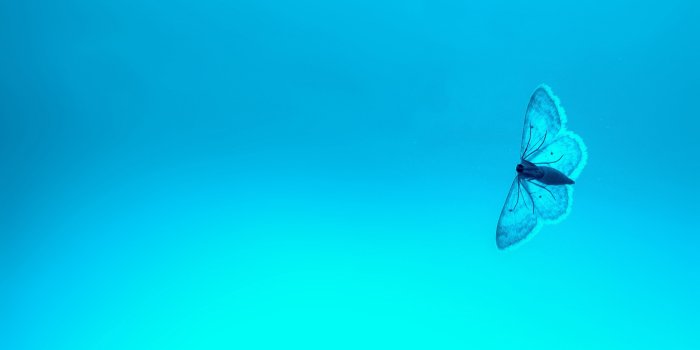 3840x2160 Wallpaper 4k Blue Butterfly 4k 4k-wallpapers, animals wallpapers