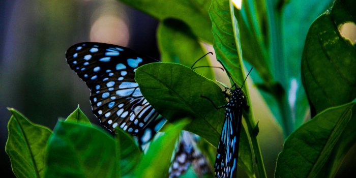 5120x2880 Black and Blue Butterfly on Green Leave 5K Wallpaper | HD Wallpapers