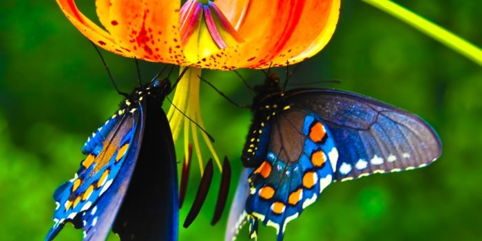 1920x1440 Blue Butterfly Wallpapers Backgrounds