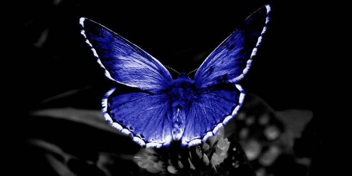 1600x1200 Blue Butterfly Wallpaper and Background Image | 1600x1200 | ID