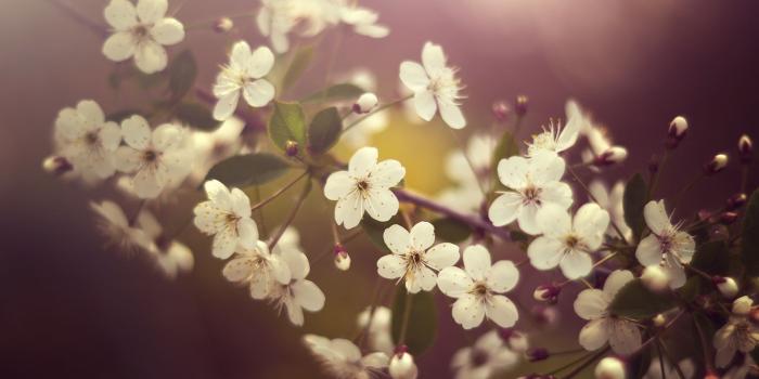 1920x1080 40+ Plum Blossom Wallpapers - Download at WallpaperBro
