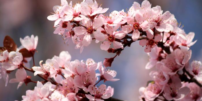 3888x2592 Flowers Blossoming Plum High Quality Free . Jpg wallpaper Gallery