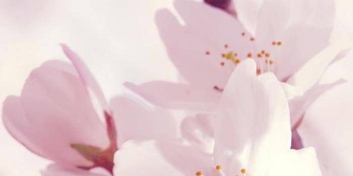 1080x1920 Beautiful Chinese/Asia flowers. Sakura / Plum Blossoms & Lotus