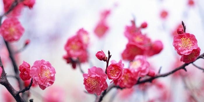 1024x768 Chinese Plum blossom - prune flowers - Prunus mume - Ume Flowers