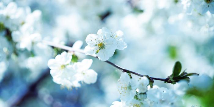 1920x1080 Spring Flowers Wallpaper | HD Windows Wallpapers