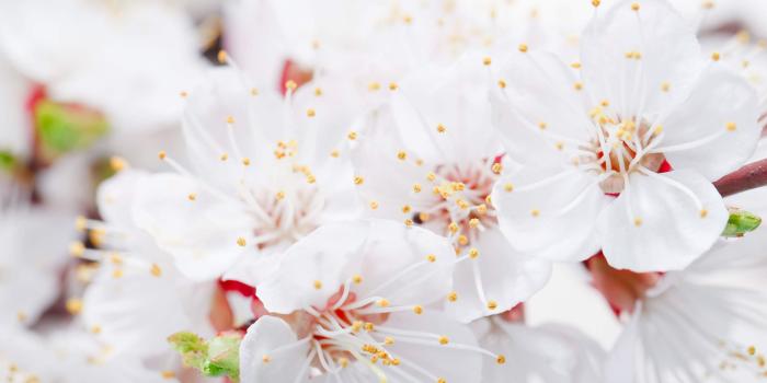 3204x2160 Plum Flowers 4K Wallpaper | PNG Transparent best stock photos