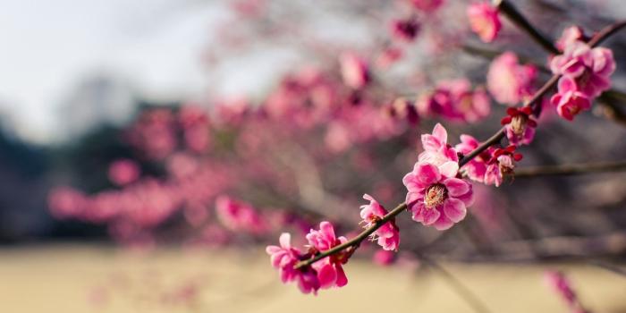 1920x1200 Download 1920x1200 Plum Blossom, Branches, Blurry, Japan, Pink