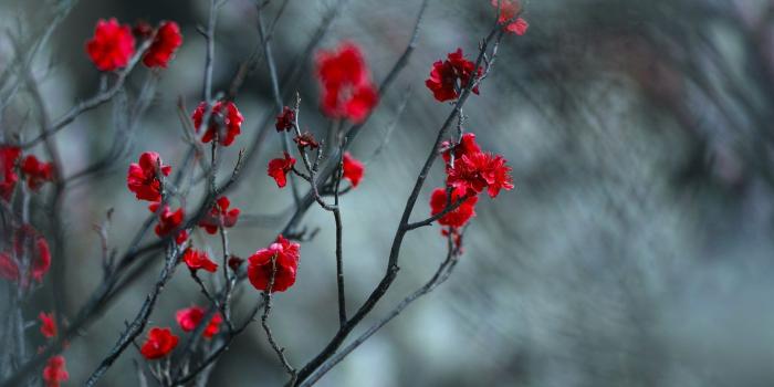 1920x1200 Wallpaper Red plum flowers, twigs, blurry background 1920x1200 HD