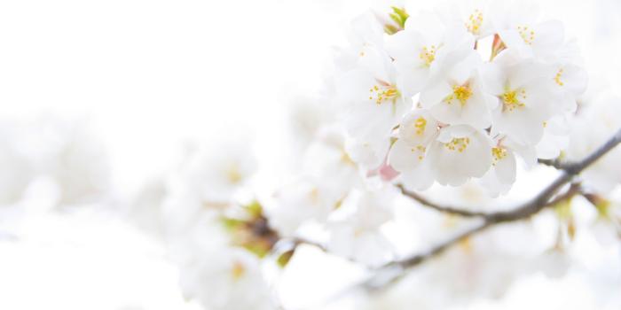 2560x1440 White Cherry Plum Flowers ❤ 4K HD Desktop Wallpaper for 4K Ultra HD