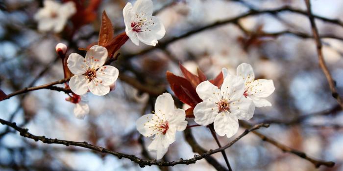 1920x1080 Cherry Plum Flowers Spring ❤ 4K HD Desktop Wallpaper for 4K Ultra