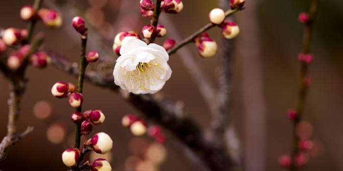 1920x1440 Wallpaper White plum flowers, twigs, spring 2560x1600 HD Picture, Image