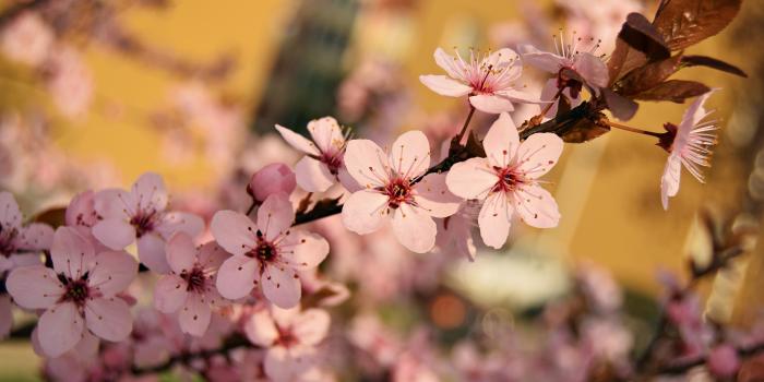 3840x2160 Wallpaper Spring, plum flowers bloom, twigs 3840x2160 UHD 4K Picture