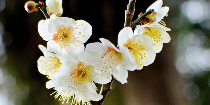 2960x1973 Close-up photo of white-petaled flowers with yellow pollens