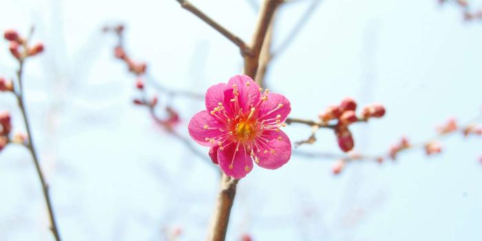 2106x1400 3089282 april, blossom, bright, cherry blossom, crush, flower tree
