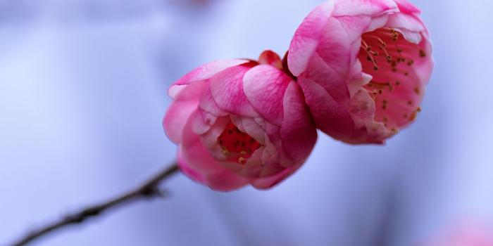 1280x871 Photos Plums flower Closeup Flowering trees