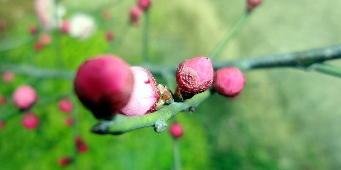 1400x963 Plum Wallpaper 30952 - Flower Wallpapers - Flowers