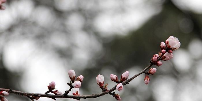 1280x853 Desktop Wallpapers plum flower china Flowers Branches Flowering