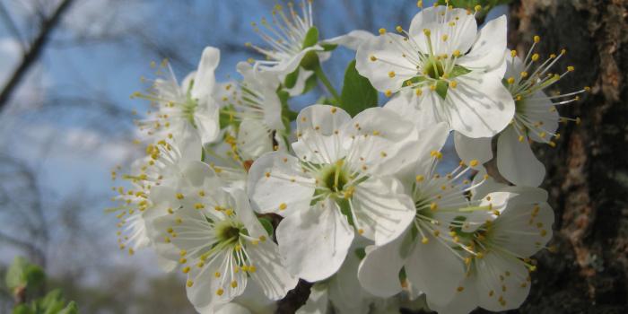 2560x1600 Plum blossoms wallpaper - Flower wallpapers - #12357