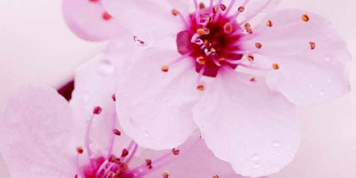 1080x1920 Cherry blossoms wallpaper | Phone Wallpapers in 2019 | Cherry