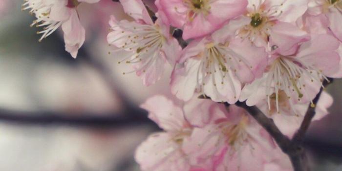 960x1708 Free Wallpapers - Tokyo Plum Blossoms (Sakura Style) • BUNNYTOKYO