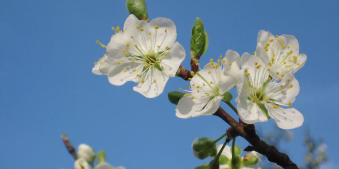 2560x1600 Plum blossoms [2] wallpaper - Flower wallpapers - #12271