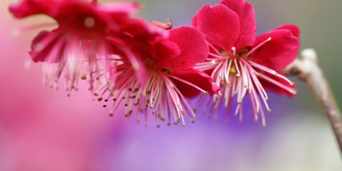 2880x1800 Wallpaper Pink plum flowers, spring 2880x1800 HD Picture, Image