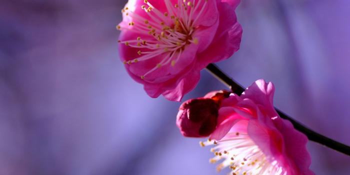 1920x1440 Plum Tree Twig Crimson Flowers Petals - [1920 x 1440]