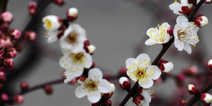 1920x1080 Wallpaper Beautiful white plum flowers bloom 1920x1200 HD Picture, Image