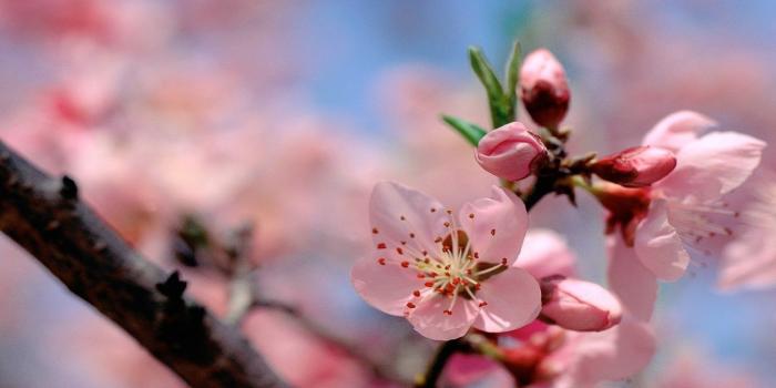 1440x900 Free Spring Flowers wallpaper | 1440x900 | #23096