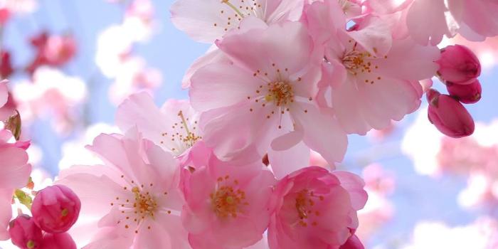 1920x1080 Pink Cherry Blossom Wallpaper (62+ images)