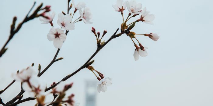 3840x2160 Wallpaper White plum flowers, spring, twigs 3840x2160 UHD 4K Picture