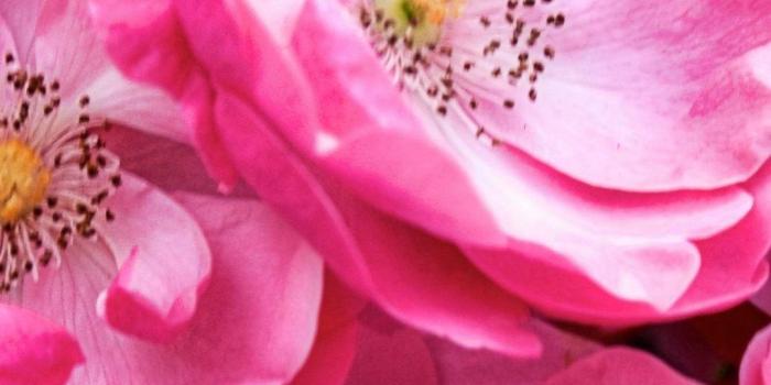 1080x1920 Beautiful Chinese/Asia pink #flowers. Plum Blossoms & Lotus iPhone