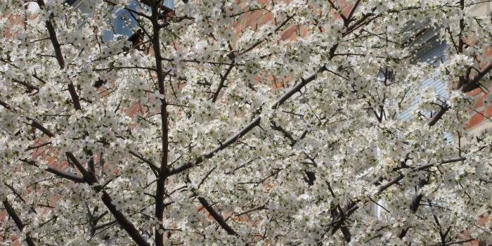 1332x850 Wallpaper white, a lot, plum, magnificently, the first flowers