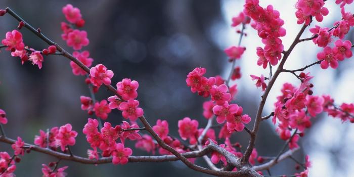 2560x1600 Branches Flowers Pink Spring Nature #7030063