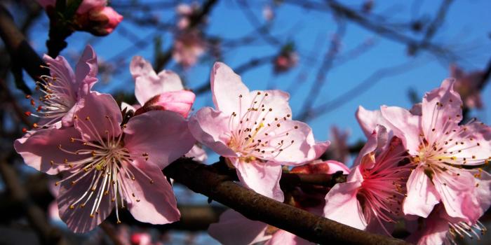 3008x2000 3027207 bloom, blossom, flora, flowers, plant, plum blossom