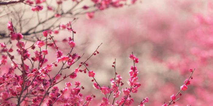 2732x2732 Chinese Cherry Blossom Wallpapers - Top Free Chinese Cherry Blossom