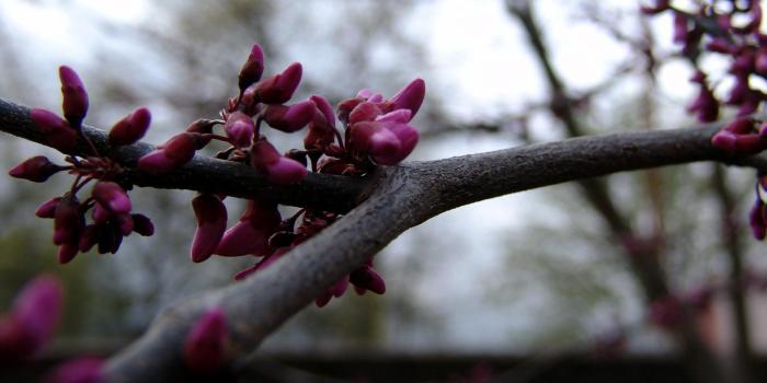 1920x1200 Flowers picha Flowers HD karatasi la kupamba ukuta and background