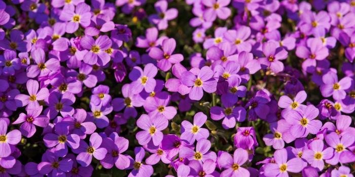 1680x1050 Purple Flowers Wallpapers Desktop Background