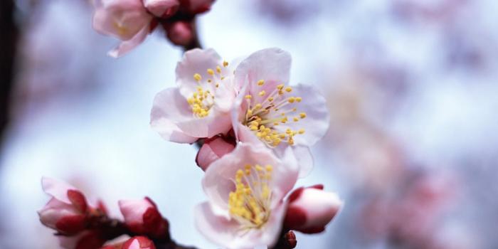 1024x768 Chinese Plum blossom - prune flowers - Prunus mume - Ume Flowers