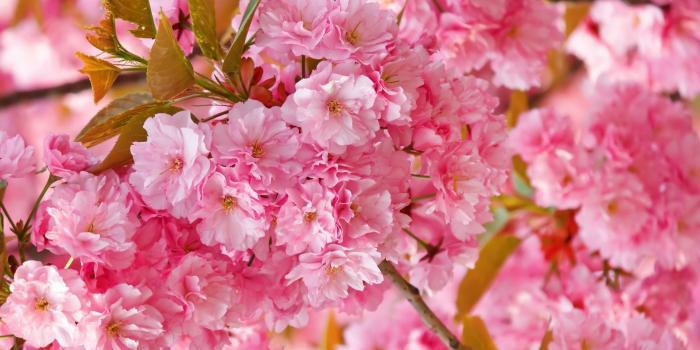 1920x1080 Wallpaper sakura, 4k, HD wallpaper, cherry blossom, pink, spring