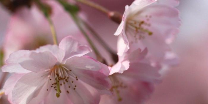 1024x768 Plums Tag wallpapers: Peonies Grapes Morning Flowers Garden Tulips