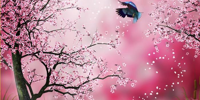 1920x1080 Cherry Blossom Drawing Wallpaper at GetDrawings.com | Free for