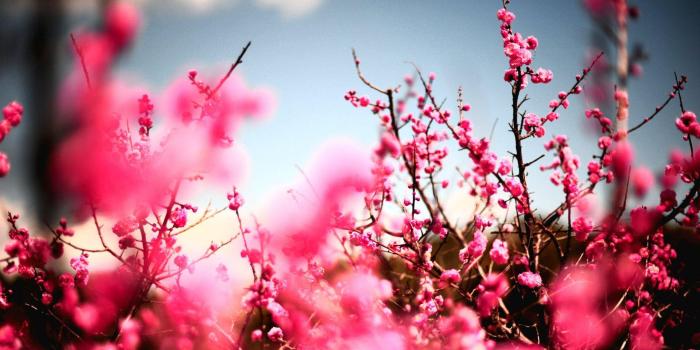 1920x1080 Amazing Peach Flowers Wallpaper | Full HD Pictures