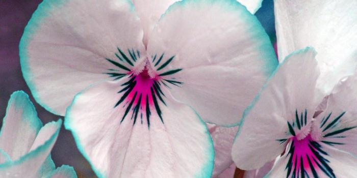 1280x1024 Flower wallpapers Page 598: Flowering Plum Blossoms Tree Flower