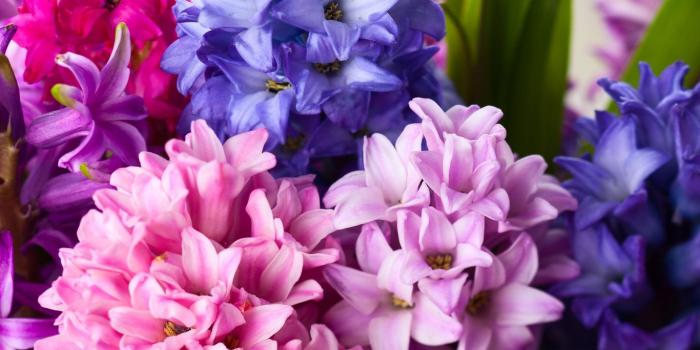 1366x768 Flower: Asian White Mume Plum Tree Flower Prunus Wallpapers Desktop